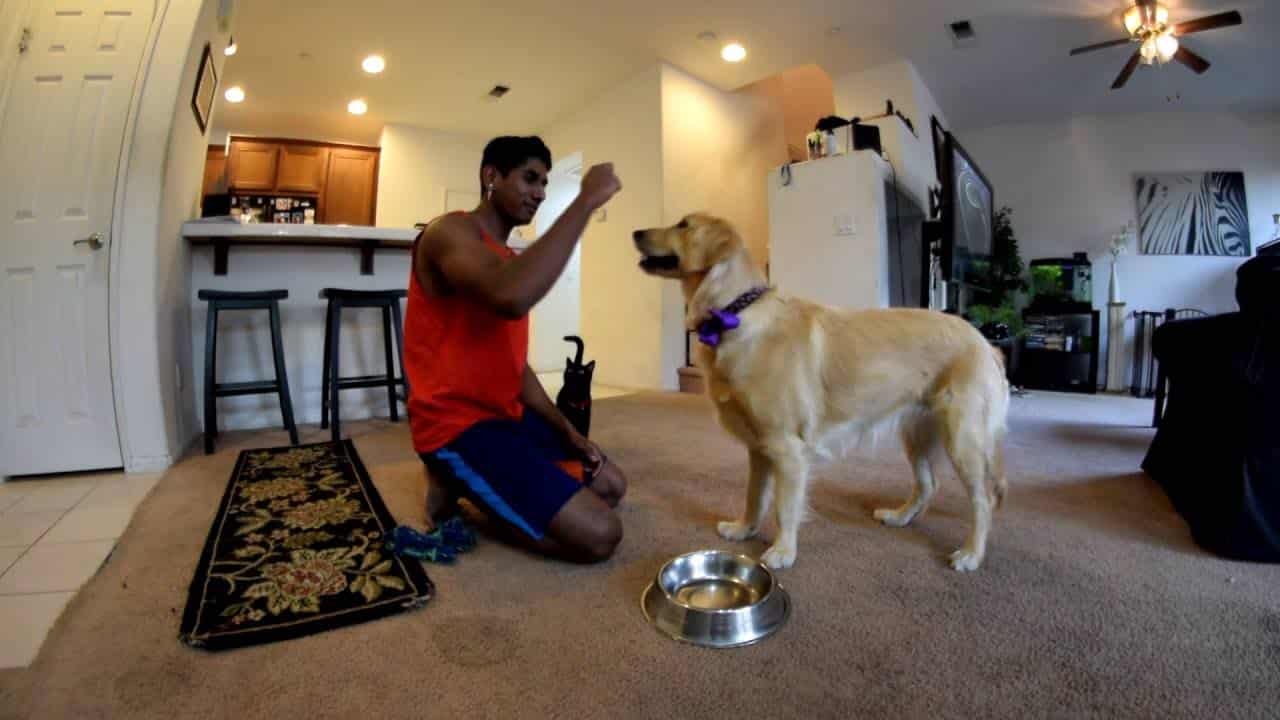 Dog