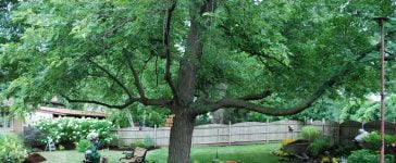 Creating a Beautiful Focal Point Using Candle Lanterns 2